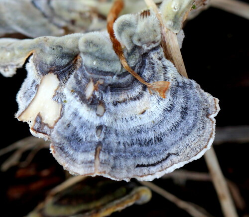 pilz-mit-haaren-striegelige-tr-16149.jpeg