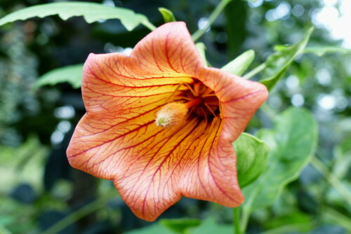 bluhende-canarina-canariensis-16108.jpeg