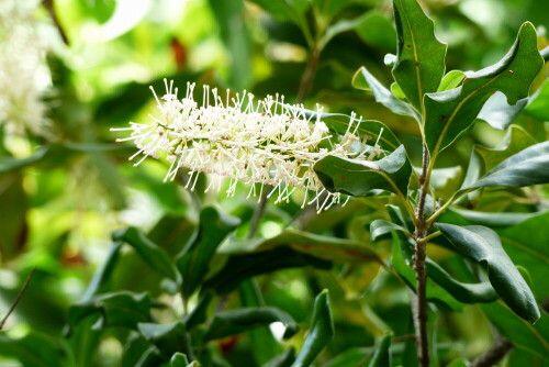 

Aufnameort: Botanisch ökologischer Garten Bayreuth
Kamera: Panasonic Lumix FZ 200