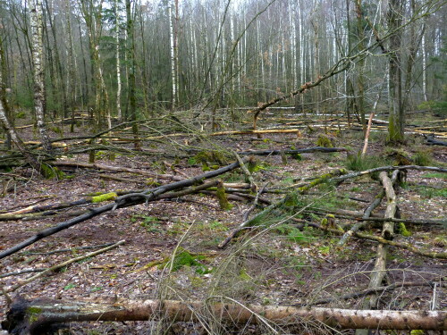 

Aufnameort: Wald bei Kleinbreitenbronn
Kamera: Panasonic Lumix 150