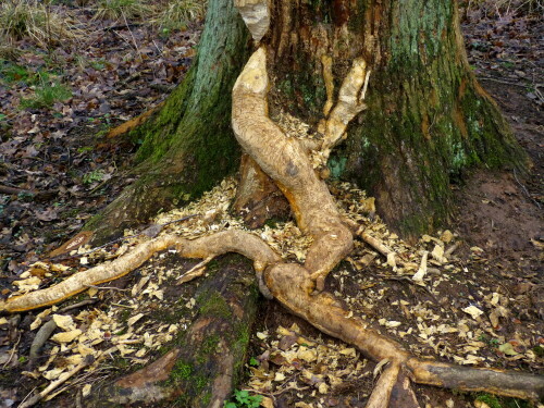 

Aufnameort: Wald bei Kleinbreitenbronn
Kamera: Panasonic Lumix 150