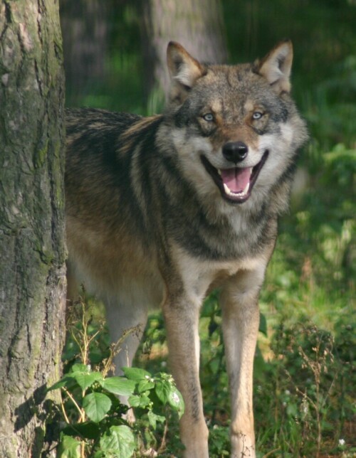 Entstanden im Wildpark Groß Schönebeck


