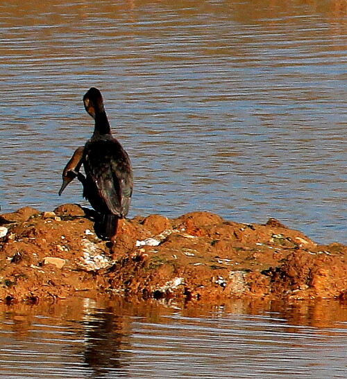 Zwei Kormorane saßen direkt voreinander, sodass ein Kormoran mit zwei Köpfen bei der Gefierderpflege fotografiert wurde.

Aufnameort: Lahntal bei Niederweimar, Martinsweiher, 16.02.2016
Kamera: Canon EOS 600D 1/1600; 5,6; 250,0mm; ISO 320