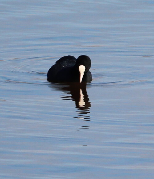 

Aufnameort: Lahntal bei Niederweimar, Martinsweiher, 16.02.2016
Kamera: Canon EOS 600D 1/640; 5,6; 250,0mm; ISO 100