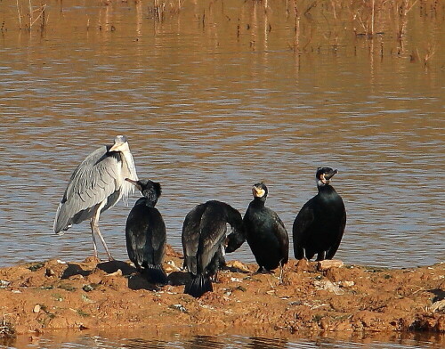 

Aufnameort: Lahntal bei Niederweimar, Martinsweiher, 16.02.2016
Kamera: Canon EOS 600D 1/1600; 5,6; 250,0mm; ISO 320