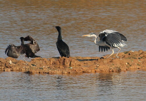 graureiher-vertreibt-kormoran-16245.jpeg