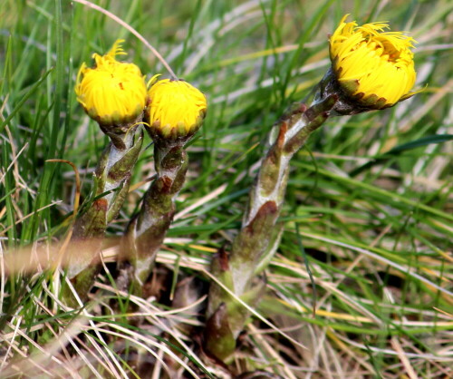 huflattich-tussilago-farfara-bluht-auf-16264.jpeg