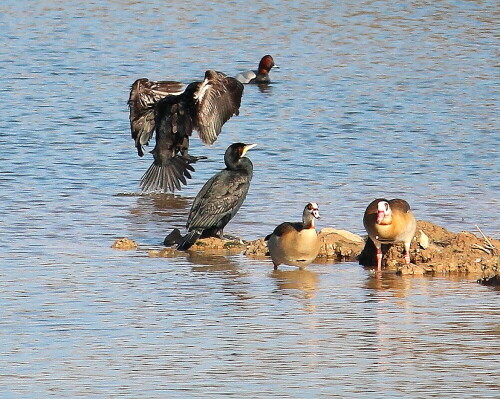 kormoran-wassert-zwischen-tafelerpel-und-nilgansen-16241.jpeg