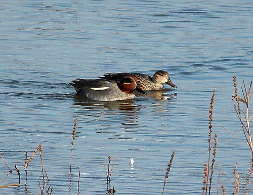 

Aufnameort: Lahntal bei Niederweimar, Martinsweiher, 16.02.2016
Kamera: Canon EOS 600D 1/1600; 5,6; 250,0mm; ISO 320