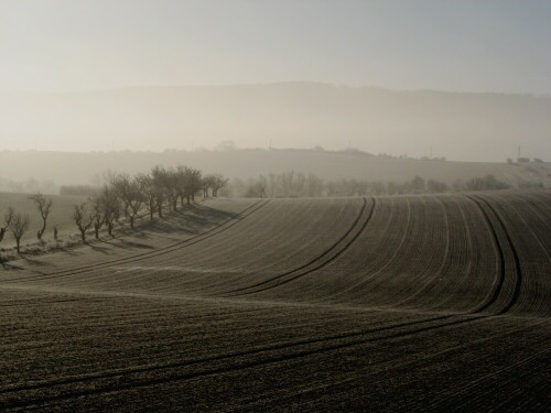 morgennebel-16177.jpeg