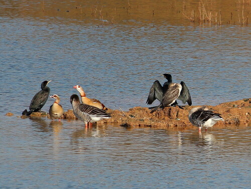 

Aufnameort: Lahntal bei Niederweimar, Martinsweiher, 16.02.2016
Kamera: Canon EOS 600D 1/1600; 5,6; 250,0mm; ISO 320