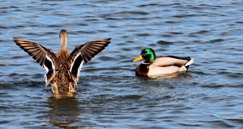 

Aufnameort: Lahntal bei Niederweimar, Martinsweiher, 16.02.2016
Kamera: Canon EOS 600D 1/1600; 5,6; 250,0mm; ISO 320