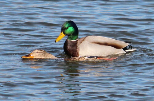 

Aufnameort: Lahntal bei Niederweimar, Martinsweiher, 16.02.2016
Kamera: Canon EOS 600D 1/1600; 5,6; 250,0mm; ISO 320