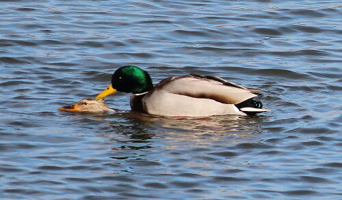 Hier ging es ohne Luftnot für die Ente ab; manchmal drückt der Erpel ihren Kopf unter Wasser; und wenn mehrere Erpel gleichzeitig die Ente zu begatten versuchen. hilft ihr nur schnelle Flucht, sonst besteht Lebensgefahr. Stockerpel gehören zu den wenigen Vogelarten, die einen Penis besitzen.

Aufnameort: Lahntal bei Niederweimar, Martinsweiher, 16.02.2016
Kamera: Canon EOS 600D 1/1600; 5,6; 250,0mm; ISO 320