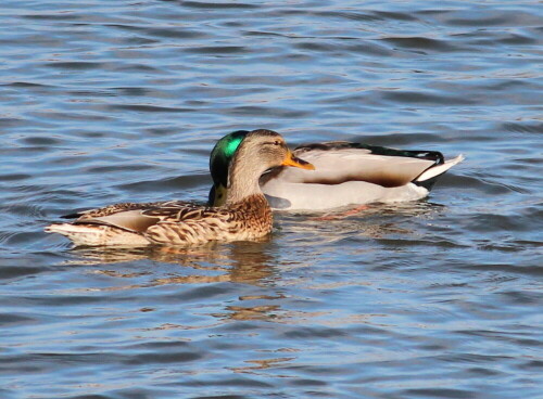 

Aufnameort: Lahntal bei Niederweimar, Martinsweiher, 16.02.2016
Kamera: Canon EOS 600D 1/1600; 5,6; 250,0mm; ISO 320