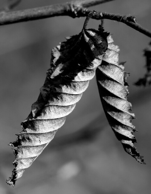 Junge Buchen lassen ihre Blätter den ganzen Winter lang nicht los, auch junge Eichen halten lange fest. Die am Ast vertrockneten Blätter rollen sich zu ornamentalen Gebilden ein, deren Struktur am besten in schwarz-weiß Fotografie sichtbar wird.

Aufnameort: Cyriaxweimar b. Marburg, NSG ehem. Truppenübungsplatz, 25.02.2016
Kamera: Canon EOS 600D 1/200; 6,3; 100,0mm; ISO 100