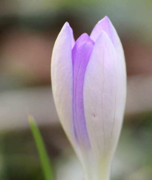 

Aufnameort: Marburg, Garten, 25.02.2016
Kamera: Canon EOS 600D 1/400; 7,1; 250,0mm; ISO 400