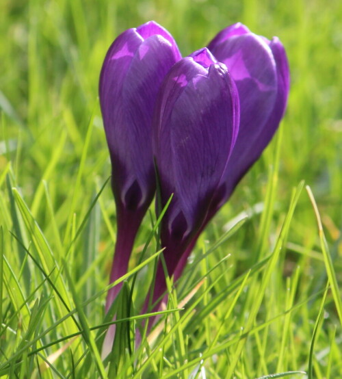 

Aufnameort: Marburg, Garten, 25.02.2016
Kamera: Canon EOS 600D 1/400; 7,1; 250,0mm; ISO 320