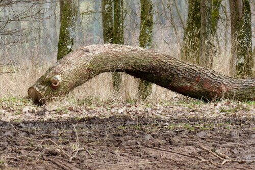 

Aufnameort: Wald bei Ursheim
Kamera: Panasonic Lumix FZ 200