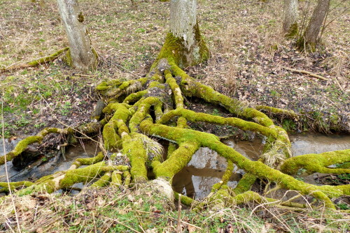 

Aufnameort: Wald bei Ursheim
Kamera: Panasonic Lumix FZ 200