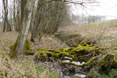 

Aufnameort: Wald bei Ursheim
Kamera: Panasonic Lumix FZ 200