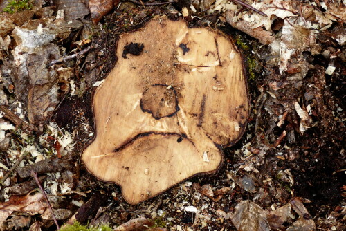 

Aufnameort: Wald bei Triesdorf
