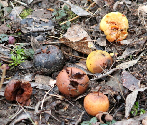 Die Äpfel sind z. T. angefressen von Vögeln oder Mäusen, im Verrotten zeigen sie die verschiedensten Färbungen.

Aufnameort: Lahntal bei Goßfelden, 06.03.2016
Kamera: Canon EOS 600D 1/160; 5,6; 100,0mm; ISO 1250