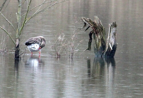 Entenvögel fetten regelmäßig ihr Gefieder mit Fett aus der Bürzeldrüse ein; so kann das Wasser nicht ins Gefieder eindringen, es perlt ab. Wenn die Gans aus dem Wasser steigt, ist sie trocken. Dies dient u. a. auch der Aufrechterhaltung der Körpertemperatur.

Aufnameort: Lahntal bei Goßfelden, 06.03.2016
Kamera: Canon EOS 600D 1/320; 7,1; 250,0mm; ISO 1250