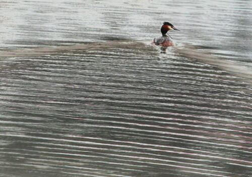 

Aufnameort: Lahntal bei Goßfelden, 06.03.2016
Kamera: Canon EOS 600D 1/320; 5,6; 250,0mm; ISO 320