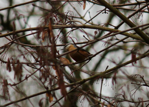 Diesmal nicht kopfunter am Stamm, sondern wie jeder ganz normale Vogel auf dem Ast.

Aufnameort: Lahntal bei Goßfelden, 06.03.2016
Kamera: Canon EOS 600D 1/250; 5,6; 194,0mm; ISO 250