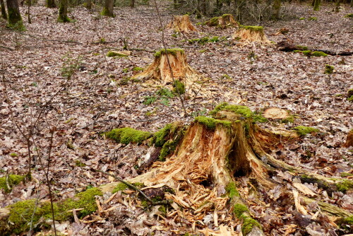 

Aufnameort: Wald bei Triesdorf
Kamera: Panasonic Lumix FZ 200