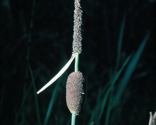 kleiner-rohrkolben-typha-minima-17462.jpeg