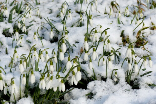 schneeglockchen-glockchen-im-schnee-16370.jpeg