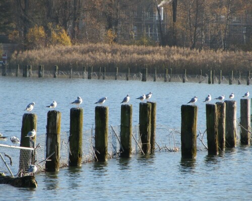 

Aufnameort: Thun CH
Kamera: Canon PowerShot SX 220 HS