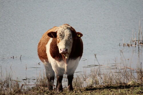 

Aufnameort: Lahntal bei Niederweimar, Martinsweiher, 08.03.2016
Kamera: Canon EOS 600D 1/400; 7,1; 250,0mm; ISO 100