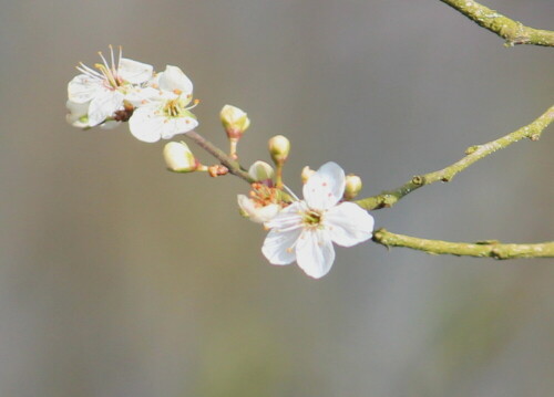 Schlehen blühen vor dem Laubaustrieb.

Aufnameort: Lahntal bei Niederweimar, Martinsweiher, 08.03.2016
Kamera: Canon EOS 600D 1/400; 7,1; 250,0mm; ISO 100