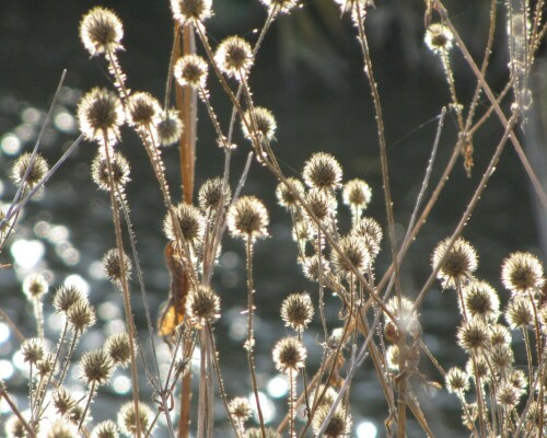 dipsacus-pilosus-behaarte-kopfblume-17761.jpeg