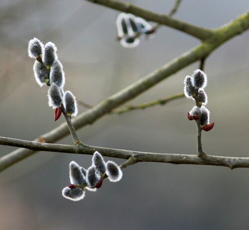 

Aufnameort: Lahntal bei Niederweimar, Martinsweiher, 08.03.2016
Kamera: Canon EOS 600D 1/250; 5,6; 163,0mm; ISO 200