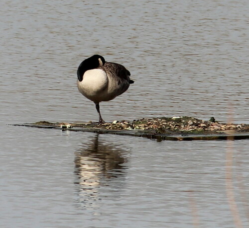 kanadagans-branta-canadensis-schlaft-16404.jpeg