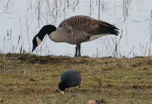 Die Kanadagans, wie auch die Nilgans hier inzwischen eingebürgert, ist die größte Wildgans Europas. Im Größenvergleich mit der Blässralle wirkt sie fast riesenhaft.

Aufnameort: Lahntal bei Niederweimar, Martinsweiher, 08.03.2016
Kamera: Canon EOS 600D 1/320; 6,3; 250,0mm; ISO 160