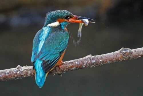 eisvogel-mit-fisch-rucken-16705.jpeg