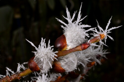 durch den Raureif wurde die Zartheit der Palmkätzchen kunstvoll gebrochen

Aufnameort: Weidenbach, in meinem Garten
Kamera: Nikon 7000