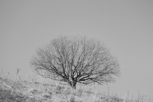 

Aufnameort: Aartalsee, 10.03.2016
Kamera: Canon EOS 600D 1/1250; 4,5; 74,0mm; ISO 100, bearbeitet