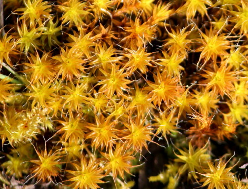 Die namengebenden weißlichen Haarfortsätze der Blättchen sind zu erkennen.

Aufnameort: Aartalsee, 10.03.2016
Kamera: Canon EOS 600D 1/400; 5,6; 225,0mm; ISO 250