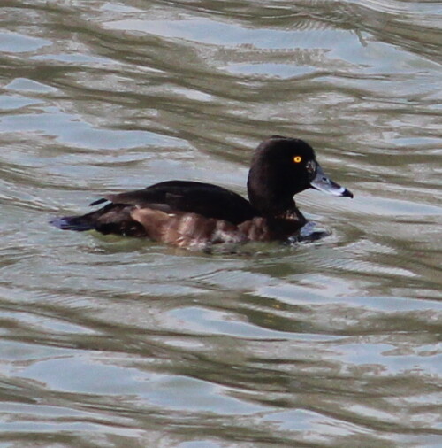 

Aufnameort: Aartalsee, 10.03.2016
Kamera: Canon EOS 600D 1/2000; 5,6; 250,0mm; ISO 500