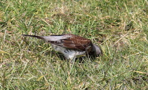 

Aufnameort: Aartalsee, 10.03.2016
Kamera: Canon EOS 600D 1/400; 7,1; 220,0mm; ISO 100