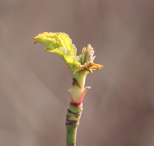 

Aufnameort: Aartalsee, 10.03.2016
Kamera: Canon EOS 600D 1/400; 5,6; 220,0mm; ISO 200