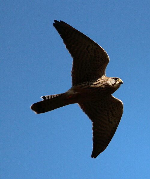 

Aufnameort: Aartalsee, 10.03.2016
Kamera: Canon EOS 600D 1/2000; 5,6; 250,0mm; ISO 250