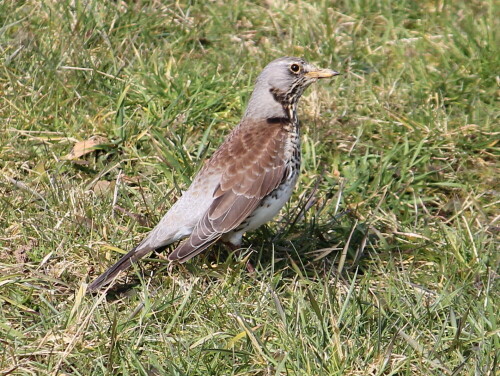 

Aufnameort: Aartalsee, 10.03.2016
Kamera: Canon EOS 600D 1/400; 7,1; 229,0mm; ISO 100