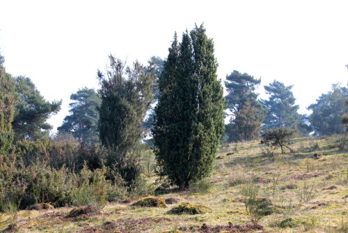 Dieses mehrere Quadratkilometer große Areal am Rand des Aartalstausees ist Lebensraum für Neuntöter, verschiedene Fledermausarten, Steinkauz und viele andere Pflanzen und Tiere, die sich an diesen von Menschen geschaffenen Naturraum angepasst haben. Schafbeweidung und ein ganzjähriges Zutrittsverbot sollen helfen, diesen Lebensraum zu erhalten.

Aufnameort: Aartalsee, 10.03.2016
Kamera: Canon EOS 600D 1/125; 8,0; 55,0mm; ISO 100